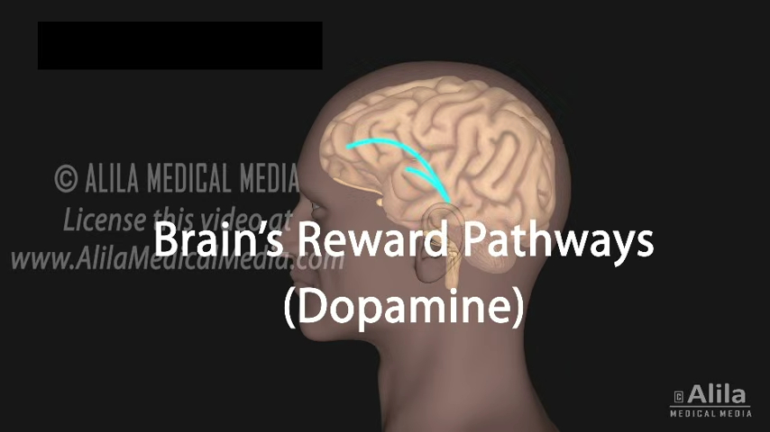 Neuroscience Basics_ Dopamine Reward Pathways